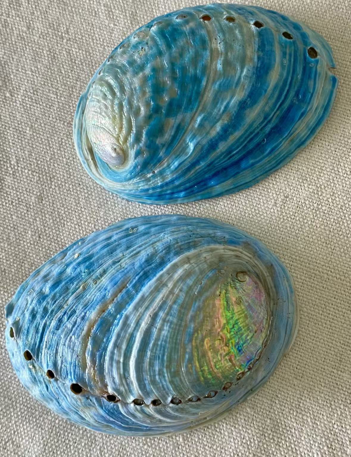澳洲鲍鱼贝